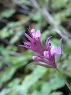 Image of San Luis Mountain giant hyssop