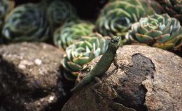 Image of Green Spiny Lizard
