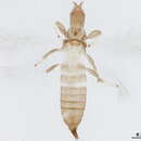 Image of Dyothrips
