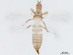 Image of Dyothrips