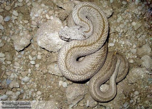 Image of Lar Valley viper