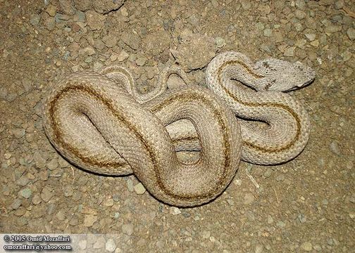 Image of Lar Valley viper