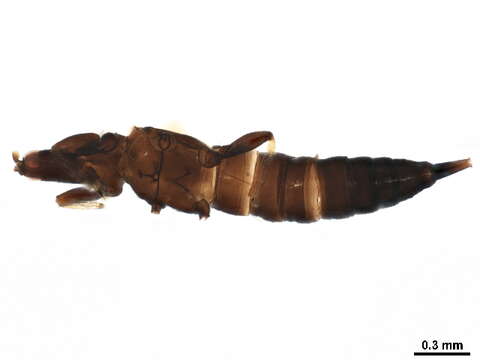 Image of Dolichothrips