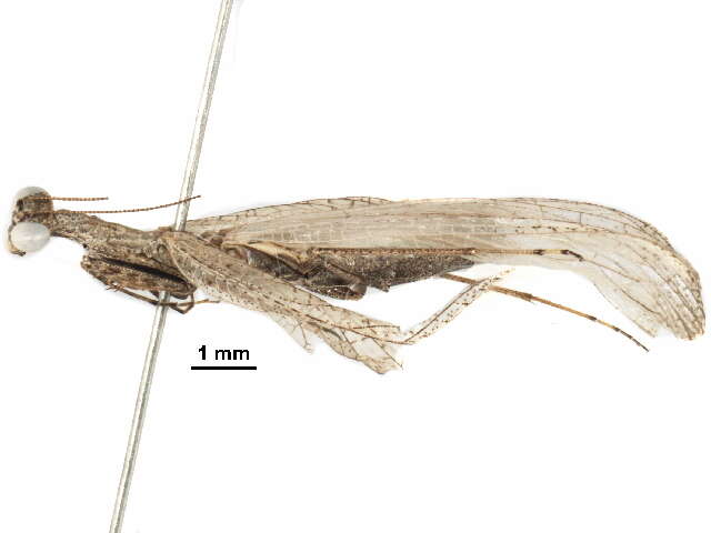 صورة Iridopteryginae