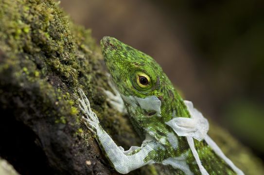 Image of Neotropical Green Anole
