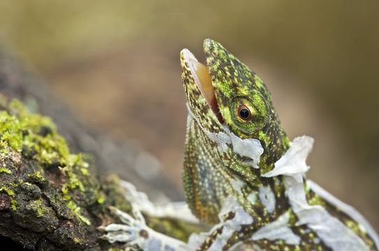 Imagem de Anolis biporcatus (Wiegmann 1834)