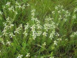 Teucrium laciniatum Torr.的圖片