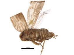 Image of Meenoplidae