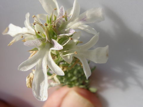 Teucrium laciniatum Torr.的圖片