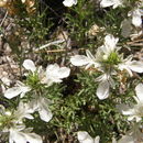 Teucrium laciniatum Torr.的圖片