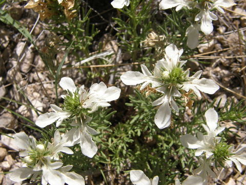 Teucrium laciniatum Torr.的圖片