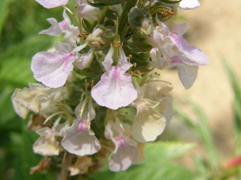 Image of Canada germander