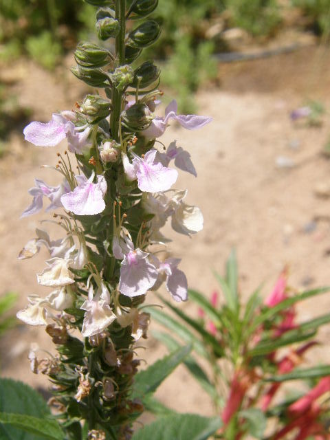 Imagem de Teucrium canadense L.