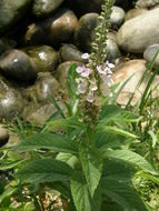 Imagem de Teucrium canadense L.