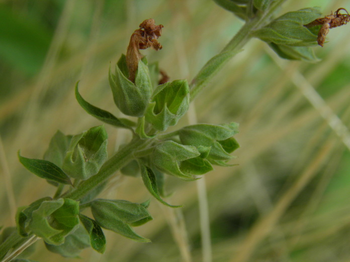 Imagem de Teucrium canadense L.