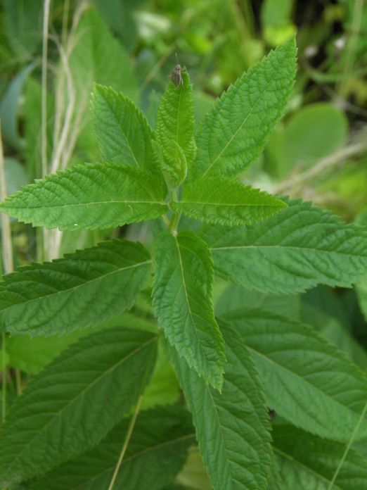 Imagem de Teucrium canadense L.