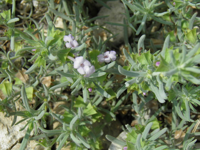 Image of clustered sage