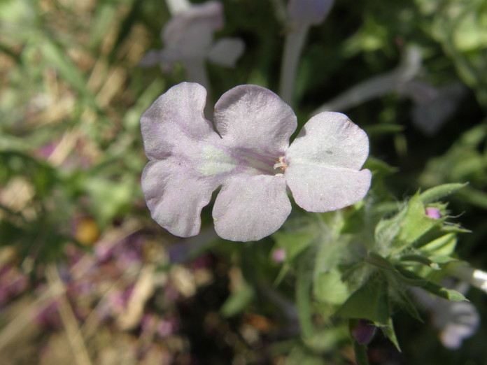 Imagem de Salvia whitehousei Alziar