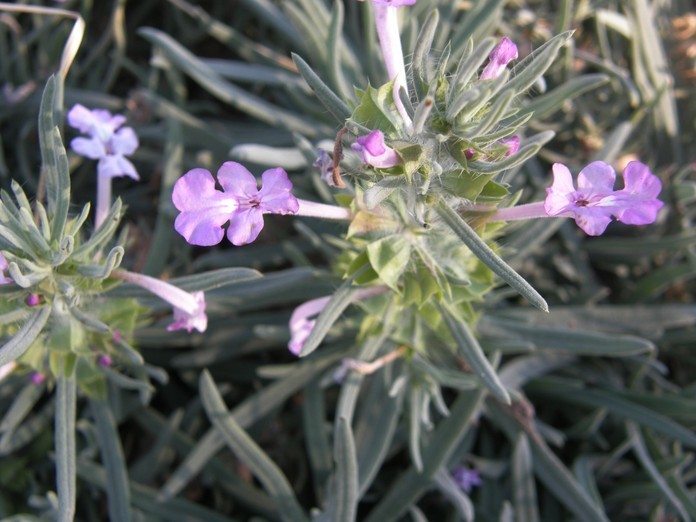 Image of clustered sage