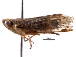 Image of Lophopidae