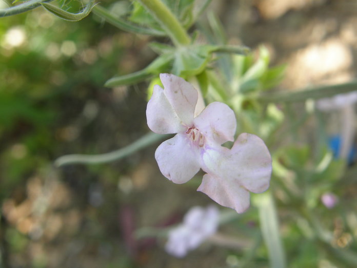 Sivun Salvia whitehousei Alziar kuva