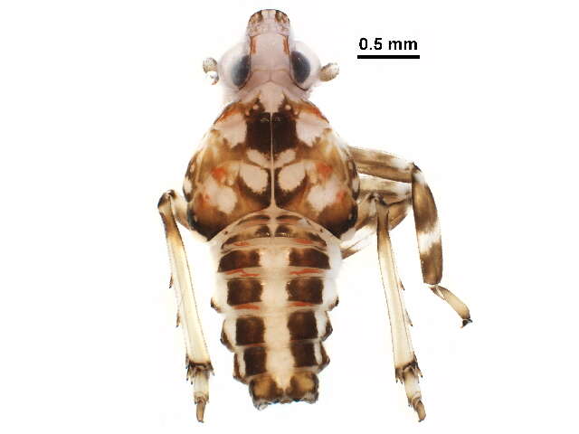 Image of Lophopidae