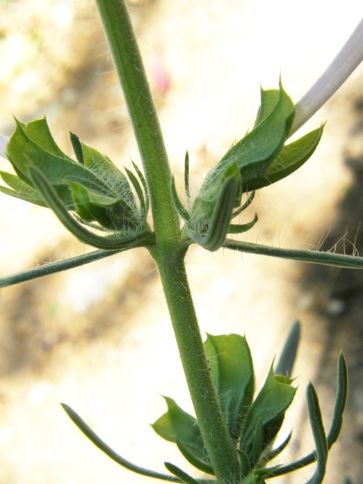 Image of clustered sage