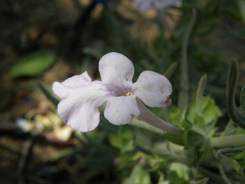 Imagem de Salvia whitehousei Alziar