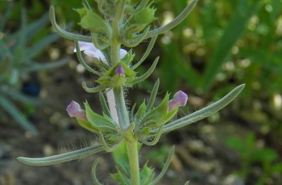 Image of clustered sage