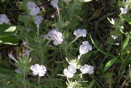 Image of clustered sage