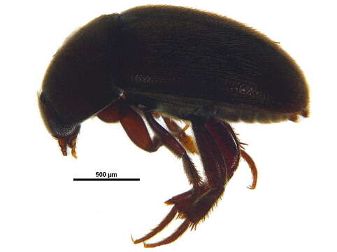 Image of Coloninae