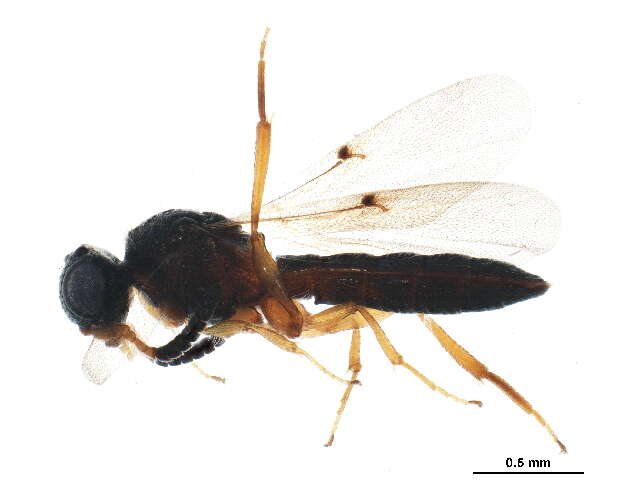 Image of Sparasionidae