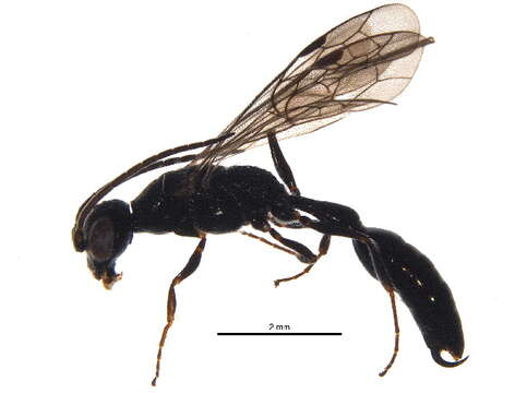 Image of thynnid wasps