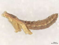 Image of Stagmatoptera