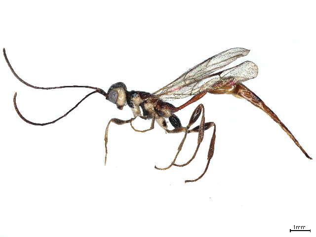 Imagem de Monomachidae