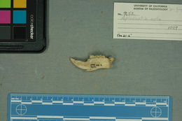 Image of <i>Aplodontia rufa fossilis</i>