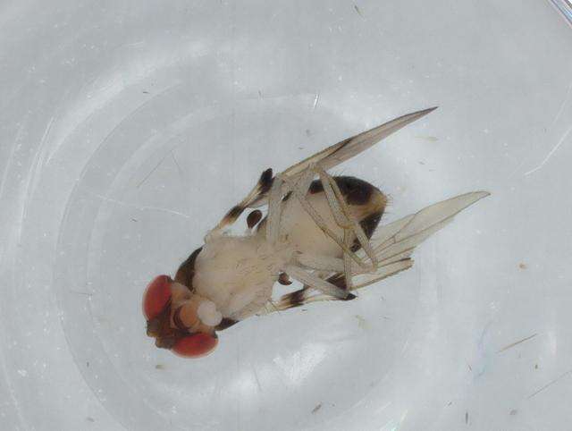 Image of Mycodrosophila