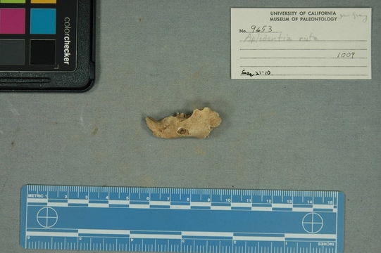 Image of <i>Aplodontia rufa fossilis</i>