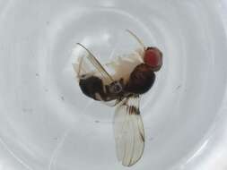 Image of Mycodrosophila