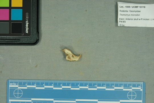 Image of <i>Thomomys microdon</i>