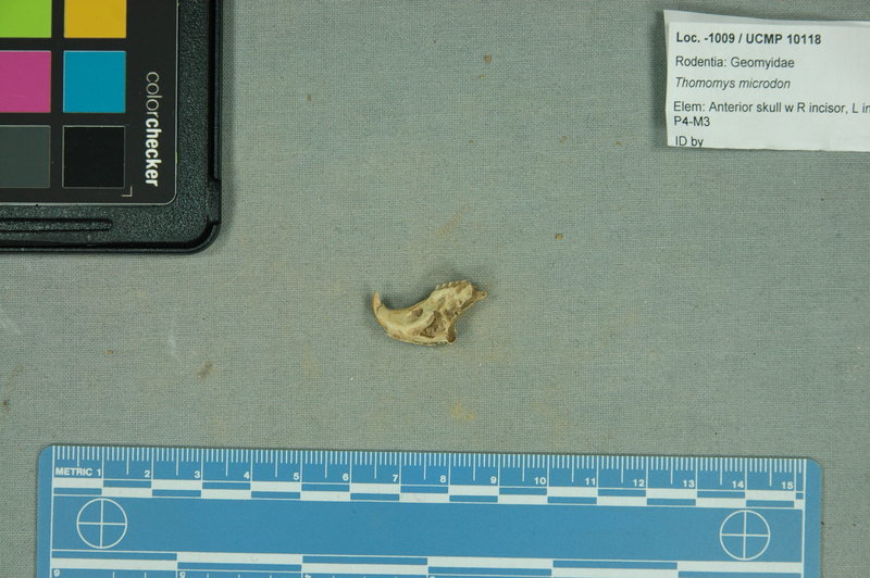 Sivun <i>Thomomys microdon</i> kuva