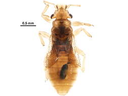 Thaumastocoridae的圖片