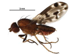 Image of Cnemospathidinae