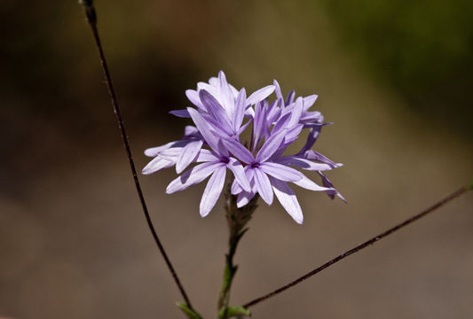 Plancia ëd Lessingia leptoclada A. Gray