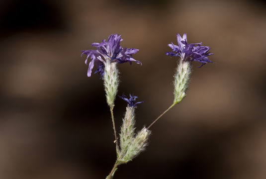 Plancia ëd Lessingia leptoclada A. Gray