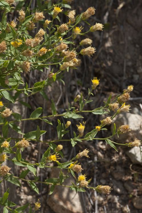 Imagem de Eucephalus breweri (A. Gray) G. L. Nesom