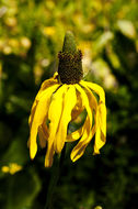 Rudbeckia californica A. Gray的圖片