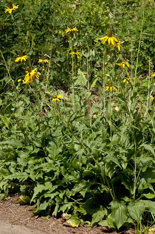 Rudbeckia californica A. Gray的圖片