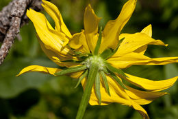 Rudbeckia californica A. Gray的圖片