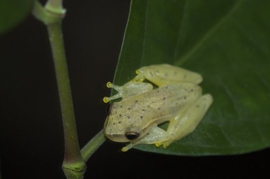 Image of Painted Treefrog